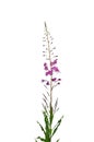 Rosebay Willowherb (Epilobium angustifolium) Royalty Free Stock Photo