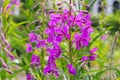 Rosebay willowherb, Epilobium angustifolium Royalty Free Stock Photo