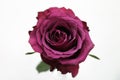 Roseberry Rose Close White Background Royalty Free Stock Photo