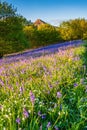 Roseberry Topping and Bluebells portrait Royalty Free Stock Photo