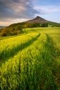 Roseberry Topping during summer