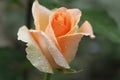 Rosebud apricot