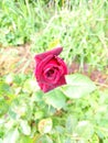 Rosebud