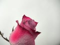 Rosebud close-up. The petals are red, pink and white