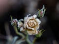 Yellow Rosebud Covered in Frost