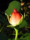 Rosebud in flower garden.