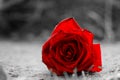 Rosebud on the ground. Selective focus. Close-up. Concept of loss, Lost love. Copy space Royalty Free Stock Photo