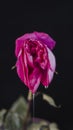 A rosebud mimicking a female vulva. Flower vagina with lubrication on a black background. Close-up. Women`s sexuality, lifestyle Royalty Free Stock Photo