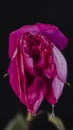 A rosebud mimicking a female vulva. Flower vagina with lubrication on a black background. Close-up. Women`s sexuality, lifestyle Royalty Free Stock Photo