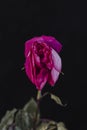 A rosebud mimicking a female vulva. Flower vagina with lubrication on a black background. Close-up. Women`s sexuality, lifestyle Royalty Free Stock Photo