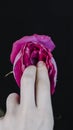 A rosebud mimicking a female vulva. Flower vagina with lubrication and fingers on a black background. Close-up. Women`s sexuality, Royalty Free Stock Photo