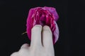 A rosebud mimicking a female vulva. Flower vagina with lubrication and fingers on a black background. Close-up. Women`s sexuality, Royalty Free Stock Photo