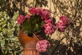 Rosebud pink kalanchoe Calandivia flower Royalty Free Stock Photo