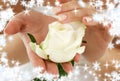 Rosebud with snowflakes Royalty Free Stock Photo