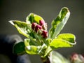 rosebuds bloom on the branches of apple trees in the garden Royalty Free Stock Photo