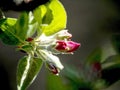 rosebuds bloom on the branches of apple trees in the garden Royalty Free Stock Photo