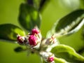 rosebuds bloom on the branches of apple trees in the garden Royalty Free Stock Photo