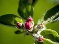 rosebuds bloom on the branches of apple trees in the garden Royalty Free Stock Photo