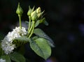 Rosebuds with drops of dew on the leaves near the hydrangea flowers. Royalty Free Stock Photo