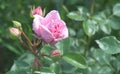 Rosebuds garden pink on a background of dark green foliage. Delicate flower of a budding rose Royalty Free Stock Photo