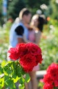 Rosebush also kiss couple Royalty Free Stock Photo