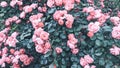 Rosebush background of pink roses