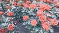 Rosebush background of red roses Royalty Free Stock Photo