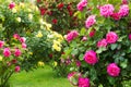 Rosebush Royalty Free Stock Photo