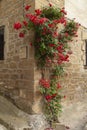 Rosebush full of red roses grows and climbs a wall  Uncastillo Royalty Free Stock Photo