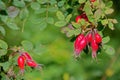 Rosebush fruits Royalty Free Stock Photo