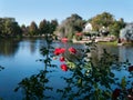 Rosebush with lake and buildings out of focus Royalty Free Stock Photo