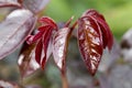 Rosebush leaves good health