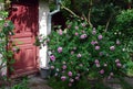 Rosebush with pink flowers