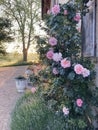 rosebush with pink roses against the wall of an old house with the soft evening light shining trough a tree in the distance Royalty Free Stock Photo