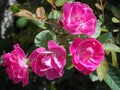 Rosebush plant with green leaves with four roses and buds in the garden.