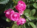 Rosebush plant with green leaves with four roses and buds in the garden.