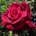 RosebushRose, Flower, Single flower, Plant, bush, many