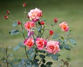 Rosebush Royalty Free Stock Photo