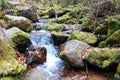 Rosefinch mountain stream