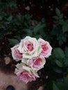 Pink white rose Royalty Free Stock Photo