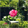 Rosegarden in autumn collage Royalty Free Stock Photo