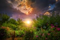 Rosegarden Sunrise Royalty Free Stock Photo