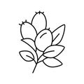 rosehip aromatherapy line icon vector isolated illustration Royalty Free Stock Photo