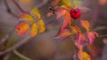 Rosehip Berries. Autumn