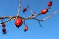 Rosehip berries on branch isolated on clear blue sky background Royalty Free Stock Photo