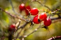 Rosehip berries on the branches. Photography in the fall. Place for your text