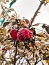 Rosehip berries in frost, rosehip Royalty Free Stock Photo