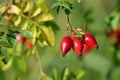 Rosehip berries