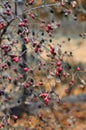 Rosehip berries at the time of Indian summer