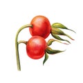 Rosehip berry isolated on white background. Hand drawn watercolor illustration, red berry